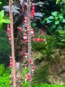 Caridiny Cantonensis-sp Taiwan RED Barevně atraktivní - 6
