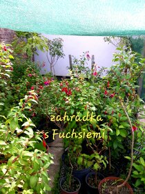 Fuchsie, stromkové Fuchsie, trvalky, keře - 6