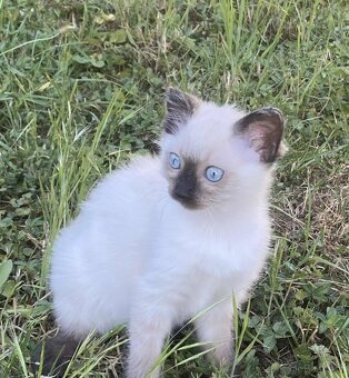Ragdoll koťátka - 6
