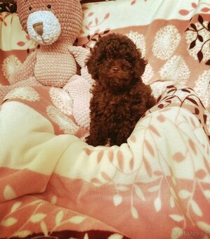 Pudl pudel pudlik toy - 6