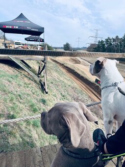 American bully XL krytí - 6