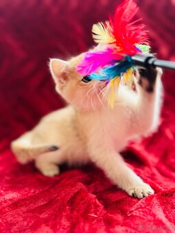 Luxusní zlata britská činčila koťata s PP pro chov - 6