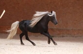 Minihorse hřebeček k rezervaci - 6