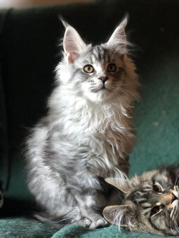 Mainská mývalí sPP - 6