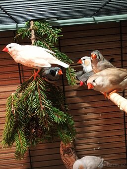 Zebřička pestrá letošní - 6