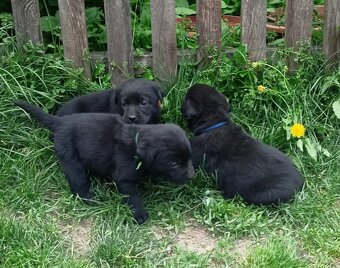 Labrador štěňata bez PP - 6