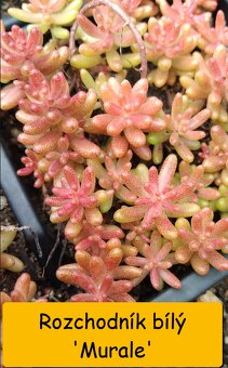 Rozchodník (Sedum) – na skalku i balkón - 6