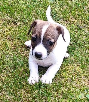 Jack Russel terier, kouzelná štěňátka - 6