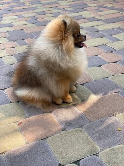 Pomeranian MINI fenečka PP FCI - 6