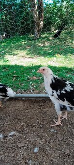 Vlaška exchequer - 6