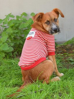 Mochi hledá domov - 6