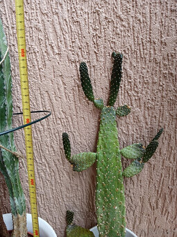 3 hodně velké kaktusy - 6