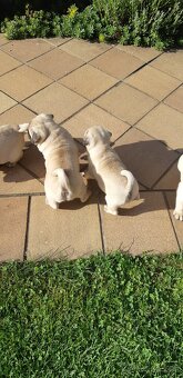 Mops - 6