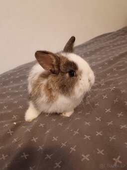 Zakrslý králík králíček - 6