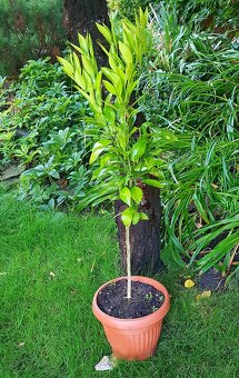 rostliny do zimní zahrady, zimní zahrada, oranžerie - 6