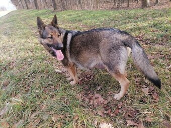 Německý ovčák štěňata - 6