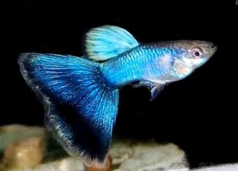 Guppy farma Senohraby - 6