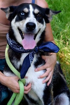 ARES K ADOPCI - přátelský mazel, vhodný k dětem - 6