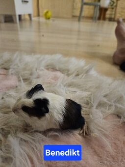 Morčata - miminka. - 6