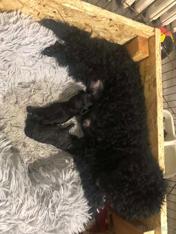 Pudl Pudlík toy - 6