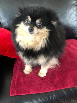 Pomeranian s PP FCI - 6