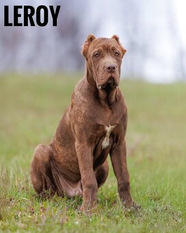 Bandog - 6