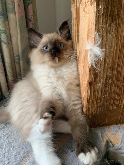 ❤️❤️Ragdoll s PP kočičky - 6