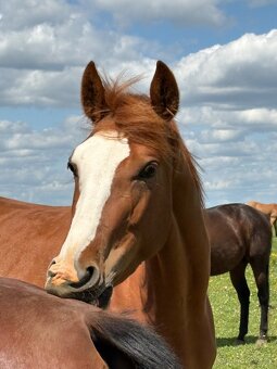 4-letá odznaková ryzka - 6