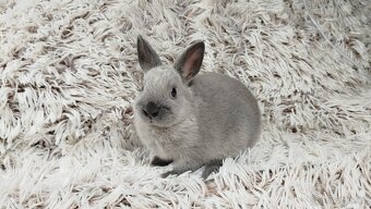 Zakrslý králík, králíček - SUZIE - 6