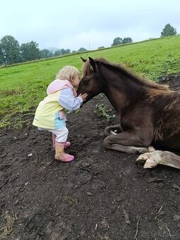 Prodám Appaloosa - 6