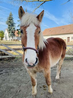 9 letá klisna ČMB - 6