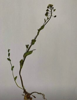 Herbář - 6