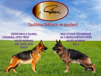 Německý ovčák-štěňata s PP - 6
