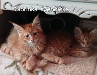 Mainska mývalí koťata s PP - 6