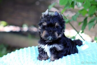 jorkšírský terrier s PP (Colorful) - 6