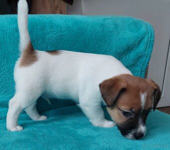 Jack Russell Terier - pejsek s pp - 6