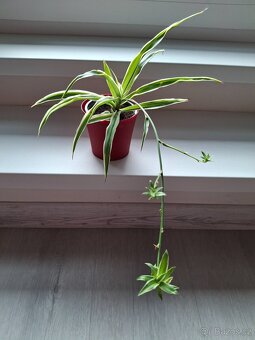 Plectranthus red + keramický obal - 6