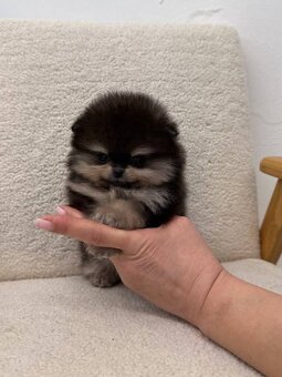 POMERANIAN MINI Boo - 6
