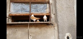 Moravský pštros žlutý - 6