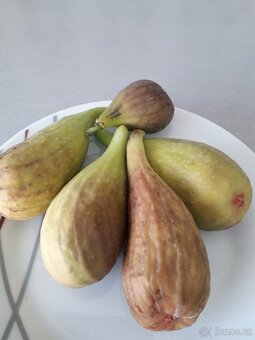 Fíkovníky Carica,Smokvoň,Turkey, Keře, Stromky. - 6