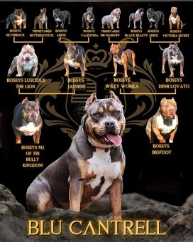 American bully XL XXL - 6