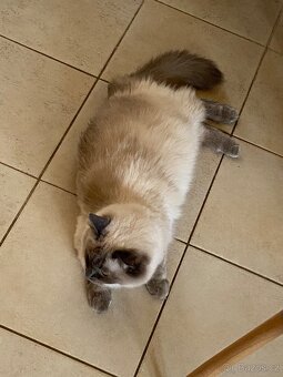 Ragdoll koťátka bez PP - 6