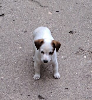 Jack Russell terier - 6