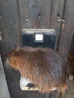 Nutrie samci a samice - 6