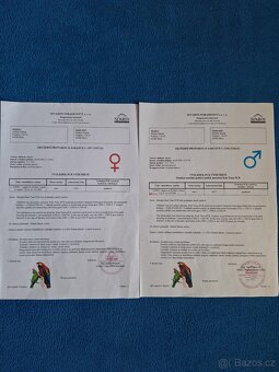 Agapornis Fischeri - 6