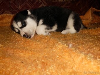 Prodáme štěňátka - 6