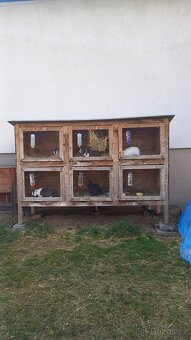 Prodám zakrslé králíčky - 6