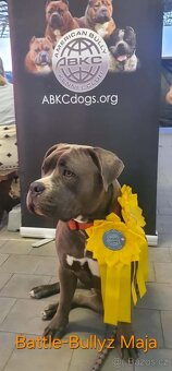 American Bully - KRYTÍ Fešák Hubert - 6