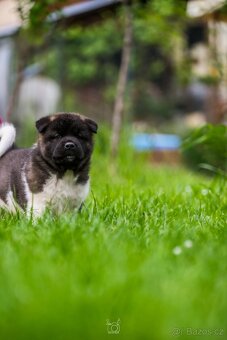 Americká Akita - American Akita - 6