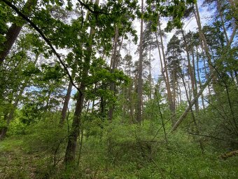 Lesní pozemek s porostem k těžbě Lštění nad Zubřinou - 6